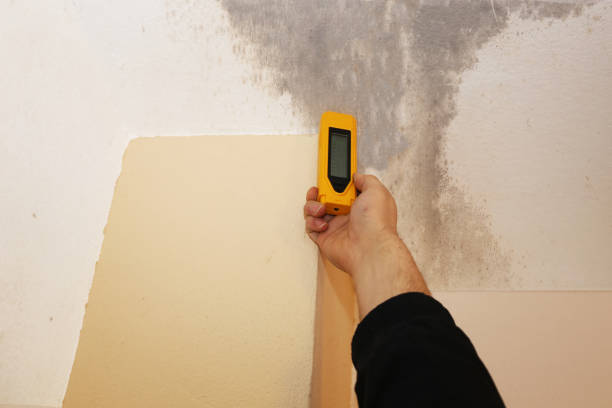 Best Real Estate Mold Inspection  in Palmetto Bay, FL