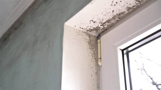 Best Airborne Mold Testing  in Palmetto Bay, FL