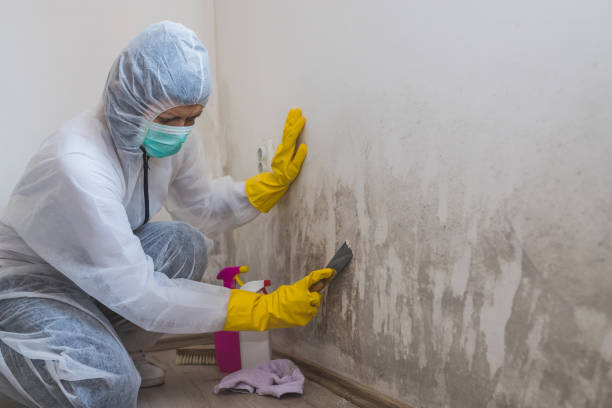 Best Basement Mold Removal  in Palmetto Bay, FL