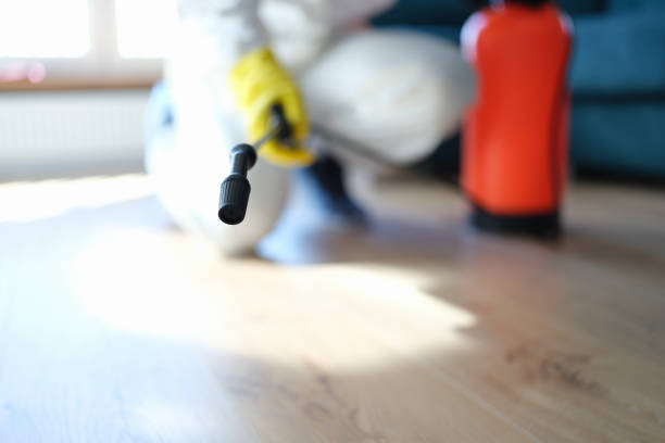Best Mold Damage Restoration  in Palmetto Bay, FL