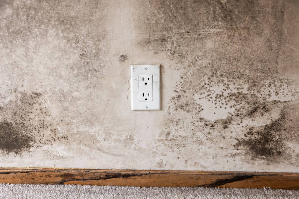 Best Black Mold Removal  in Palmetto Bay, FL