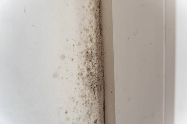  Palmetto Bay, FL Mold Removal Pros