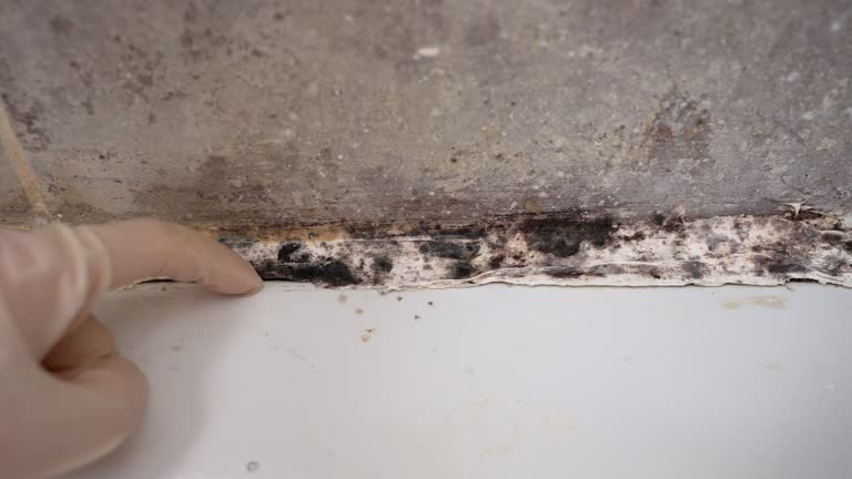 Best Mold Removal for HVAC Installations  in Palmetto Bay, FL