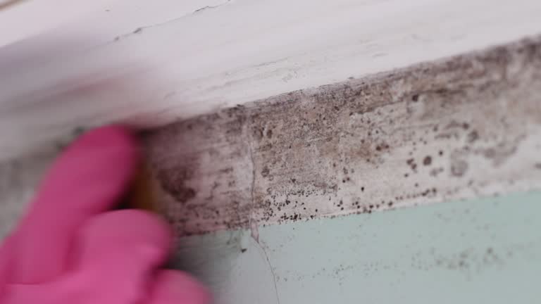 Best HVAC Mold Inspection and Cleaning  in Palmetto Bay, FL